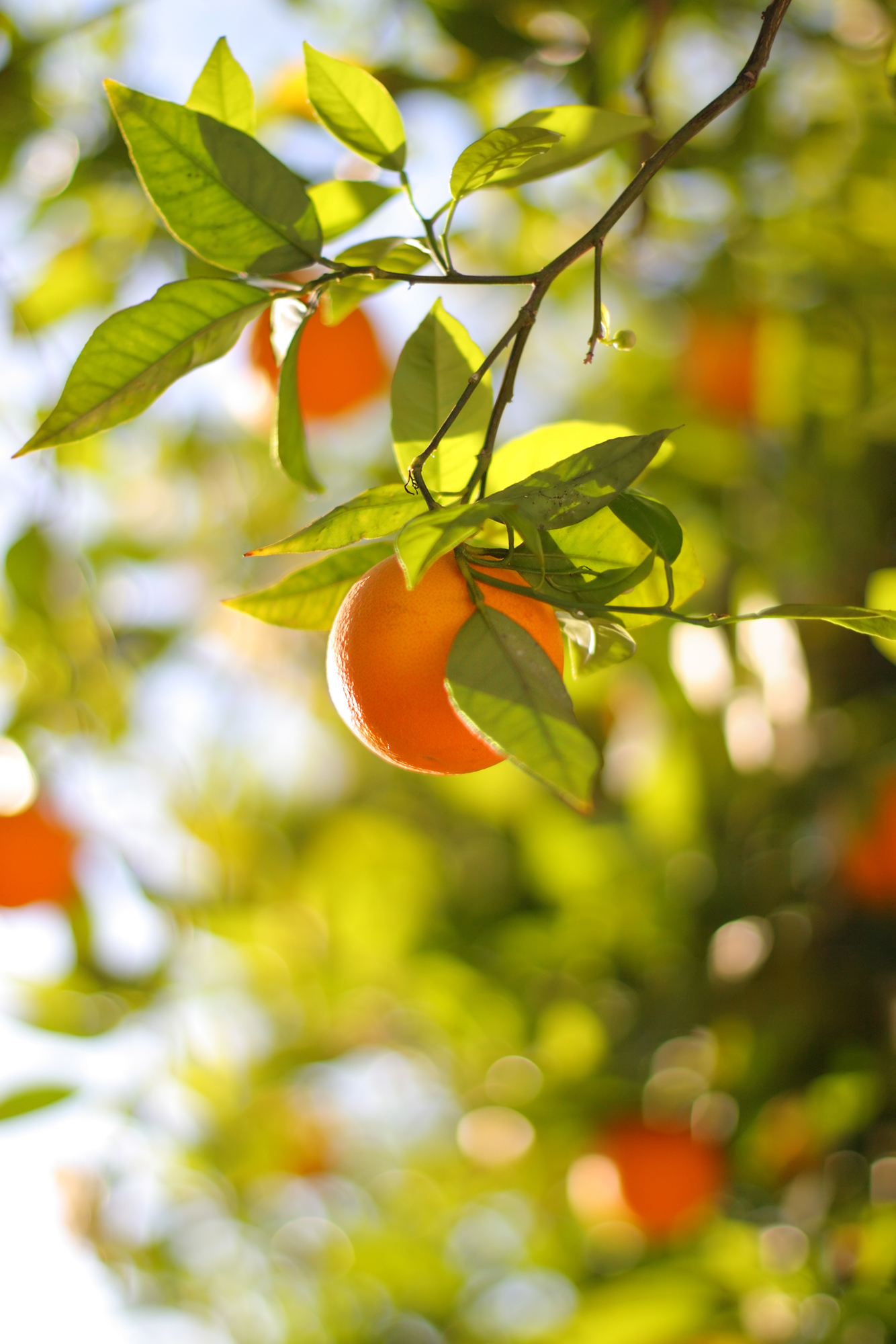 Апельсин на дереве 8-027