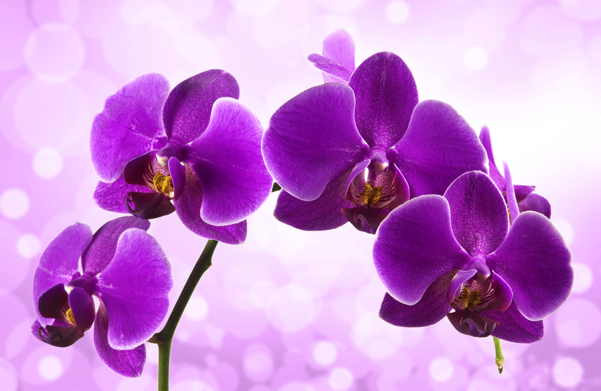 Фиолетовая орхидея купить