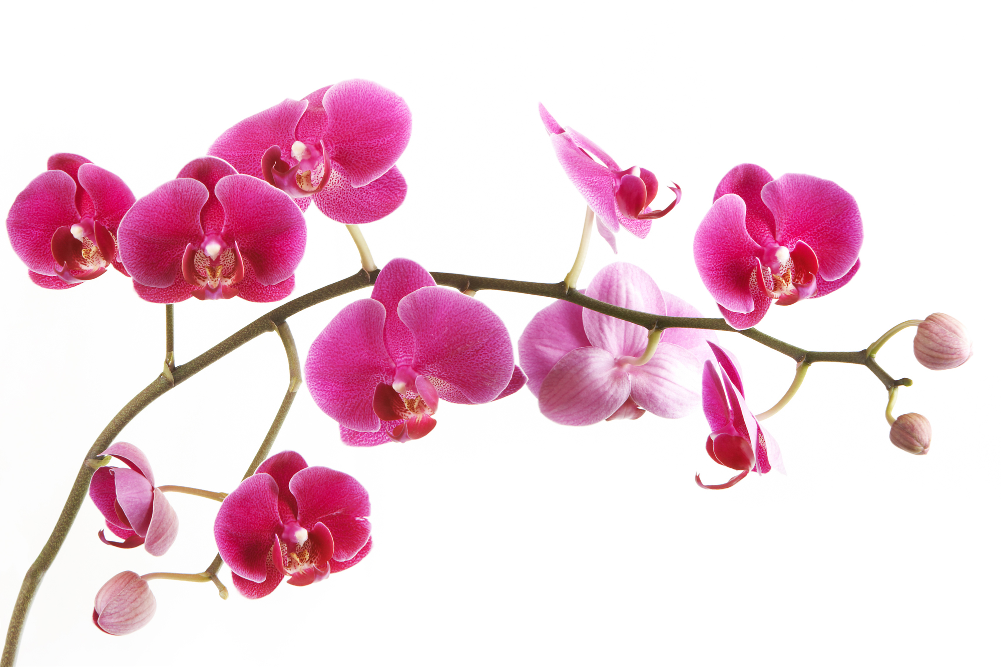 Ветка орхидеи 6-083