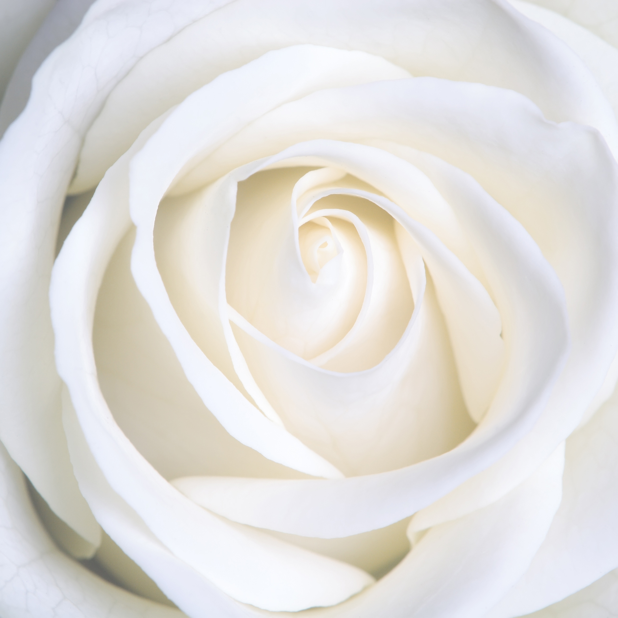 Белая роза 6001