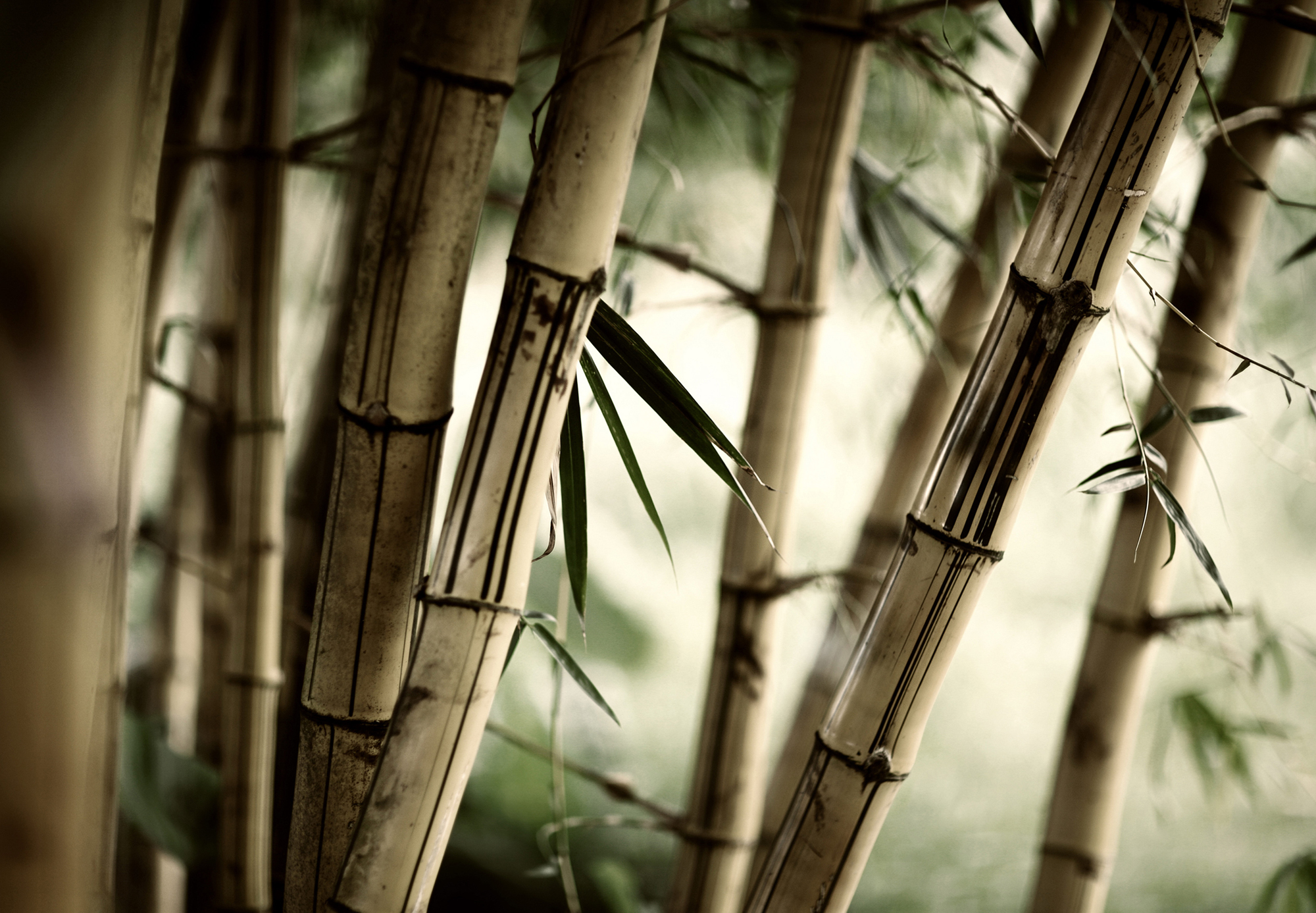 Как правильно выбрать обои бамбук