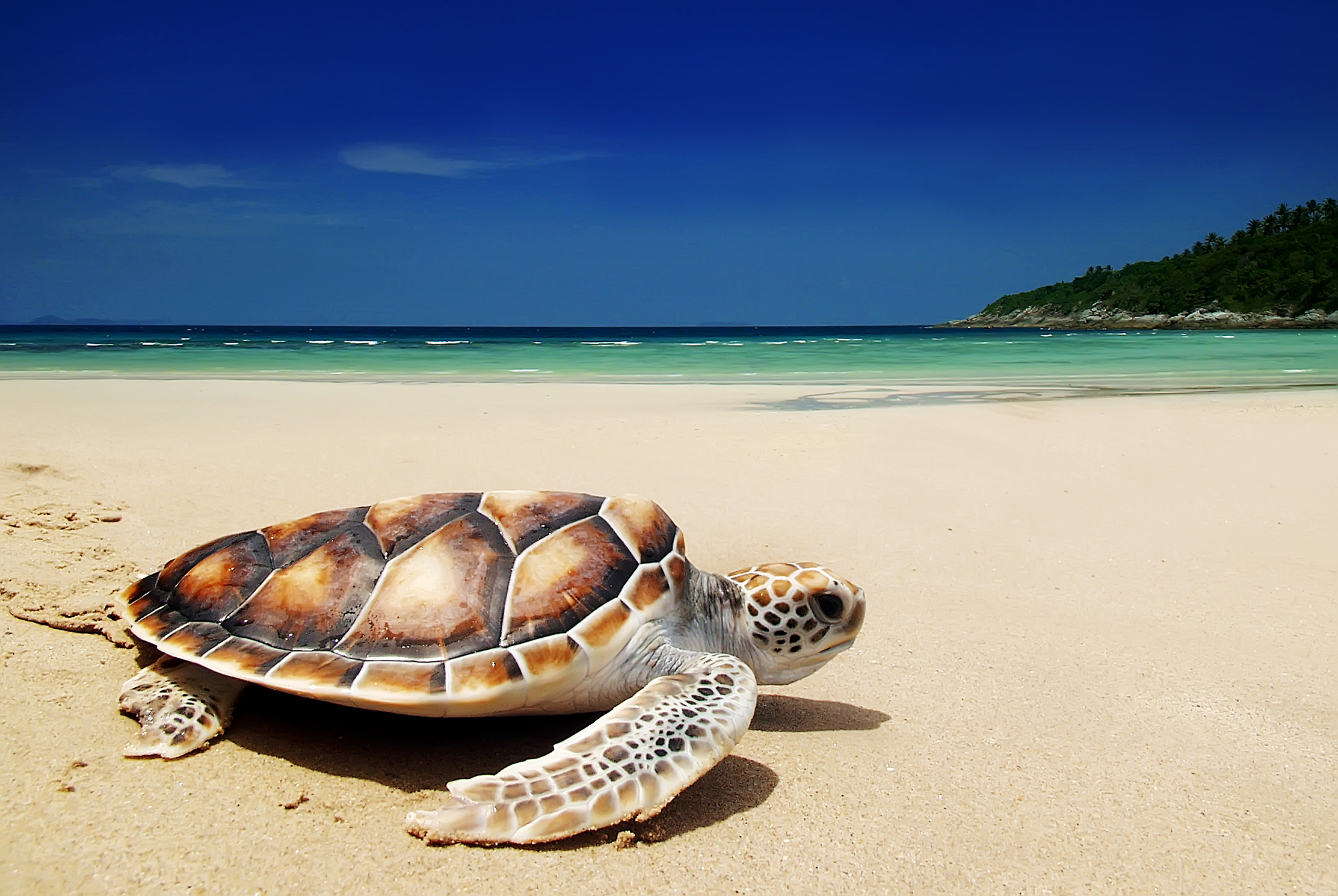 Черепаха на берегу моря 9-063