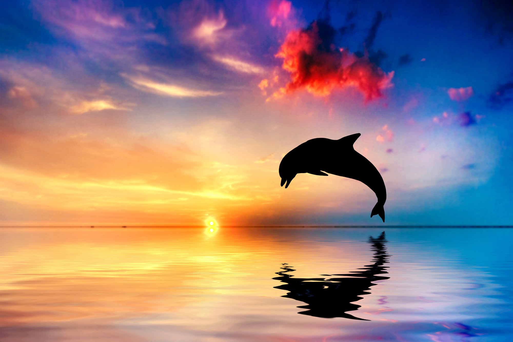 Дельфин 9059