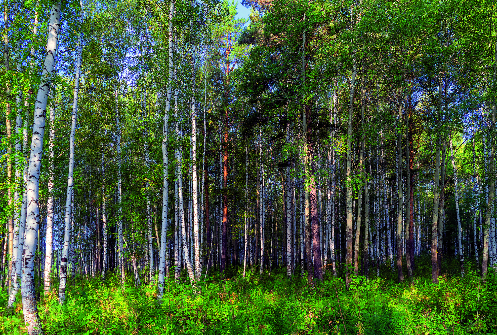 Санкт Петербург леса лето. Лес 8388 фотообои картинка.