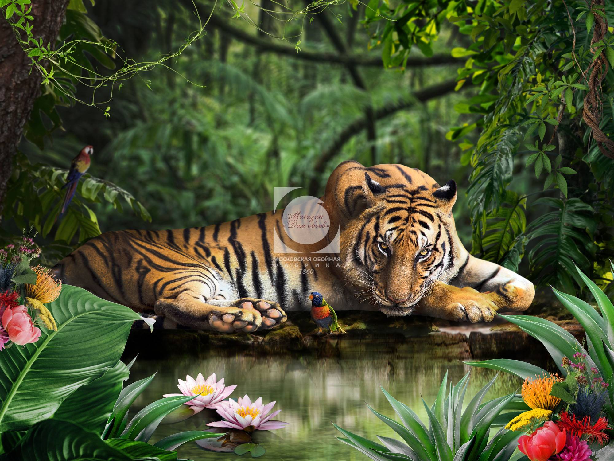 Tiger color 24-114