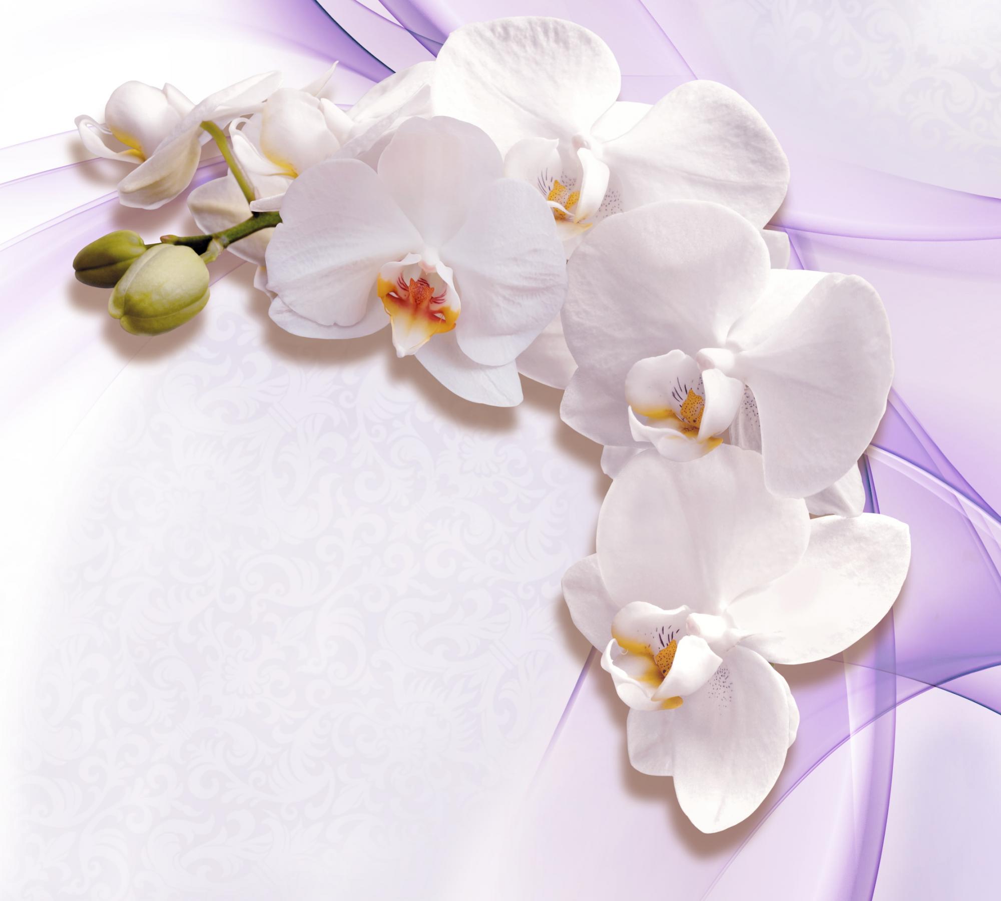 Белая Орхидея Фото