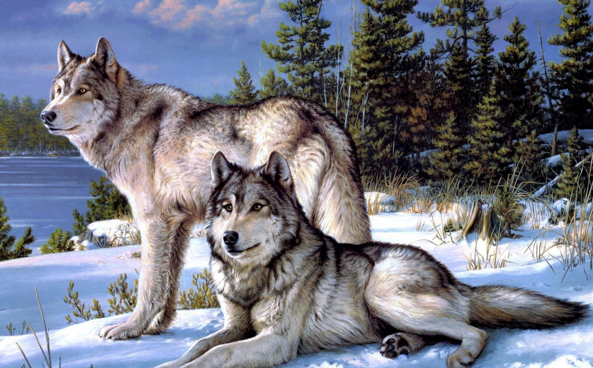 Волк фоновый рисунок