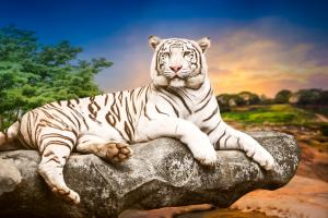Белый тигр 3-145