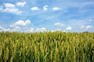 Пшеничное поле 10-314kd