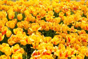 Жёлтые тюльпаны 6-114