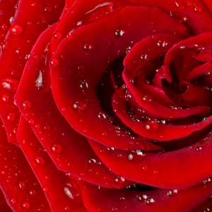 Красная роза 6072