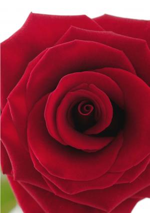 Красная роза 6016
