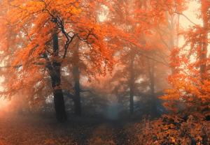 Осенний лес 1044