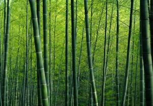 Бамбуковый лес 1042