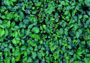 Зелёные листья 10-6018