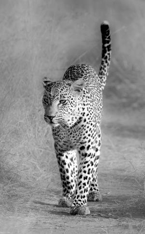 Леопард 3248-М