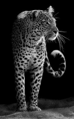 Леопард 3256-М