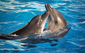 Дельфины 3268-М