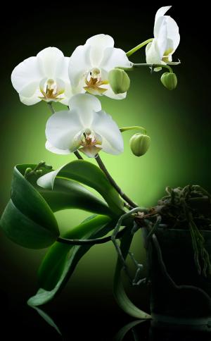 Орхидея 6462-М
