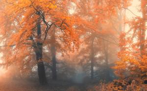 Осенний лес 8215-М