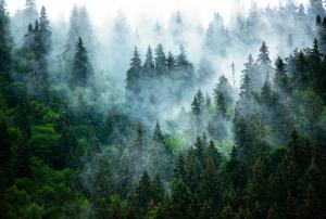 Лес в тумане 10-411