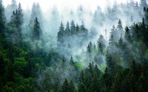 Лес в тумане 8454-М